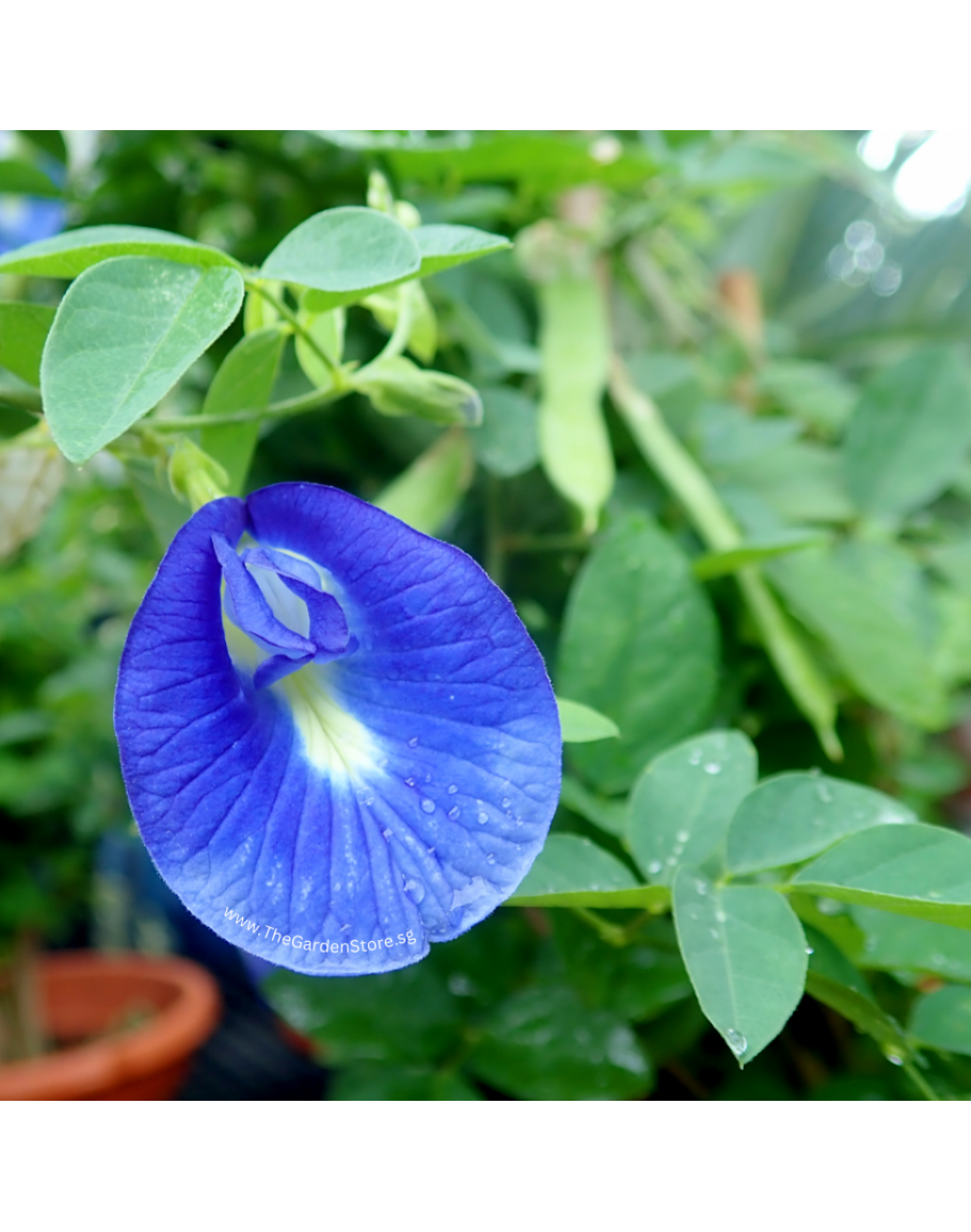 Blue Pea Butterfly Pea potted herbs Plant